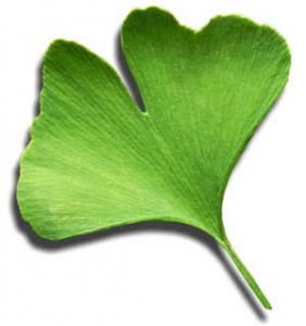 ginkgo-biloba.jpg