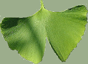 ginkgo-caj1.jpg